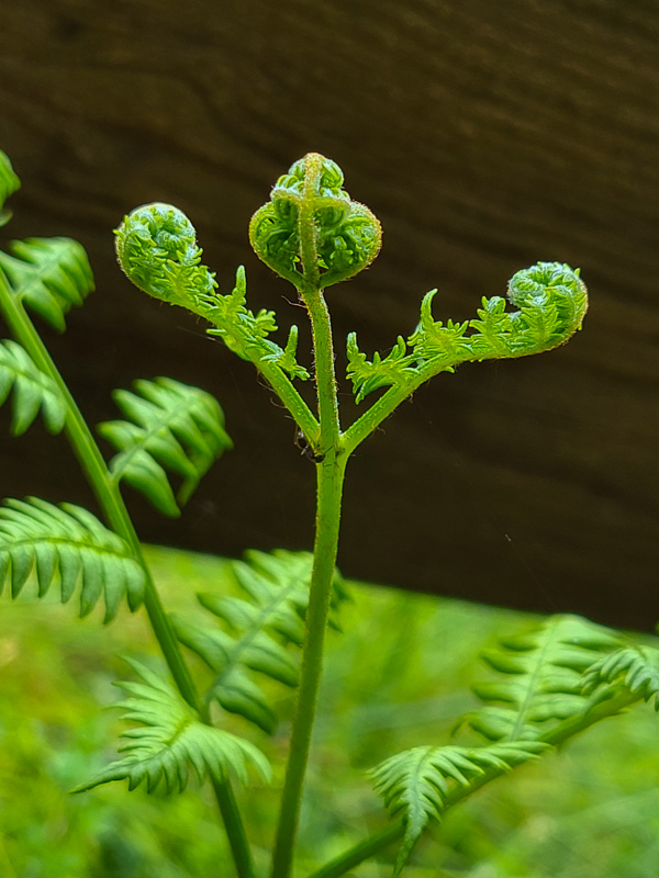 flora & fauna in Silz, Tirol